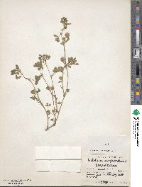 Trifolium resupinatum image