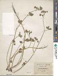 Trifolium resupinatum image