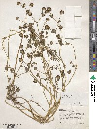 Trifolium rueppellianum image