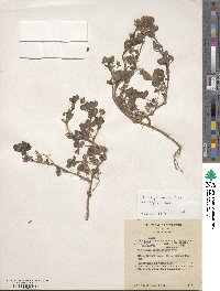 Trifolium rueppellianum image