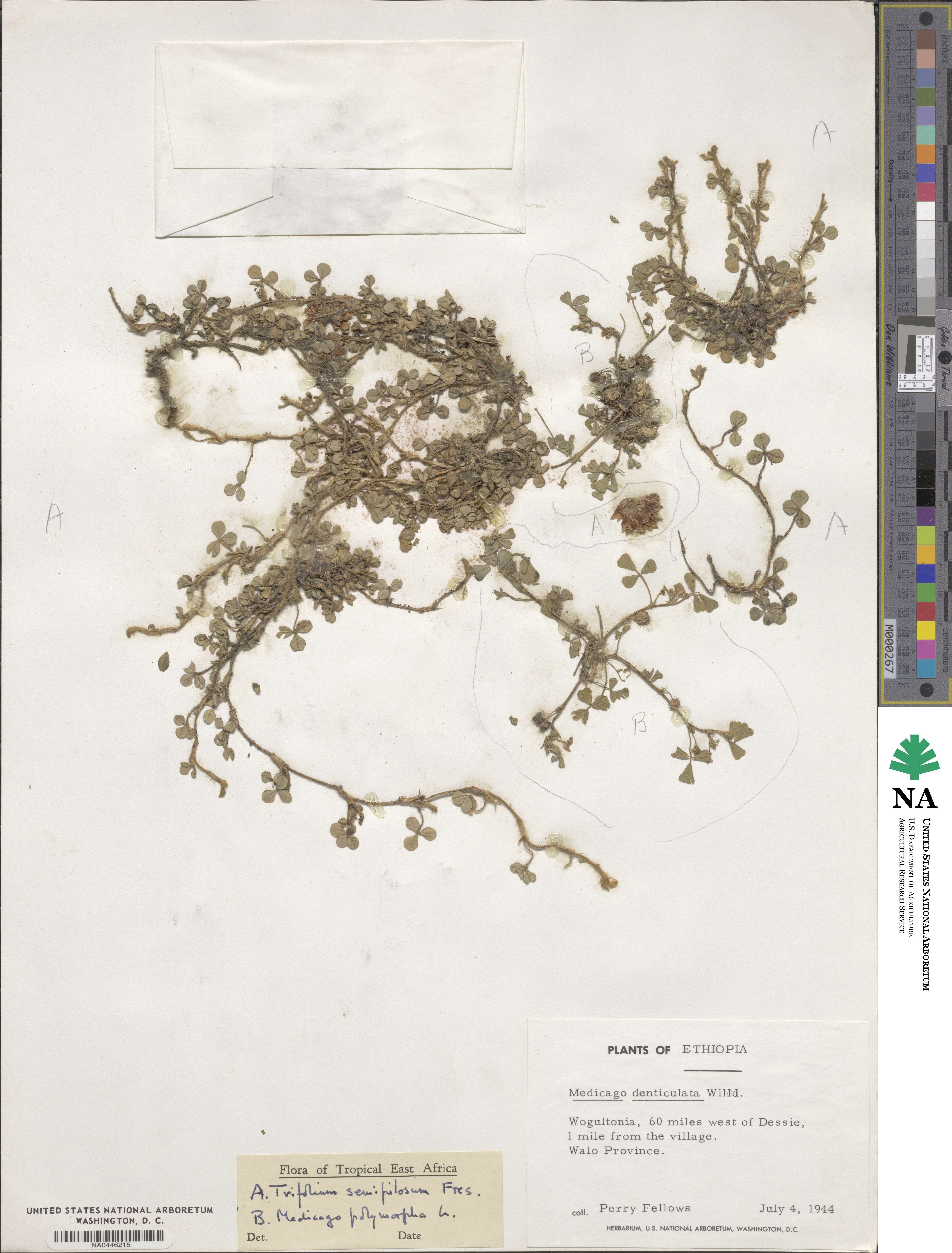 Trifolium semipilosum image