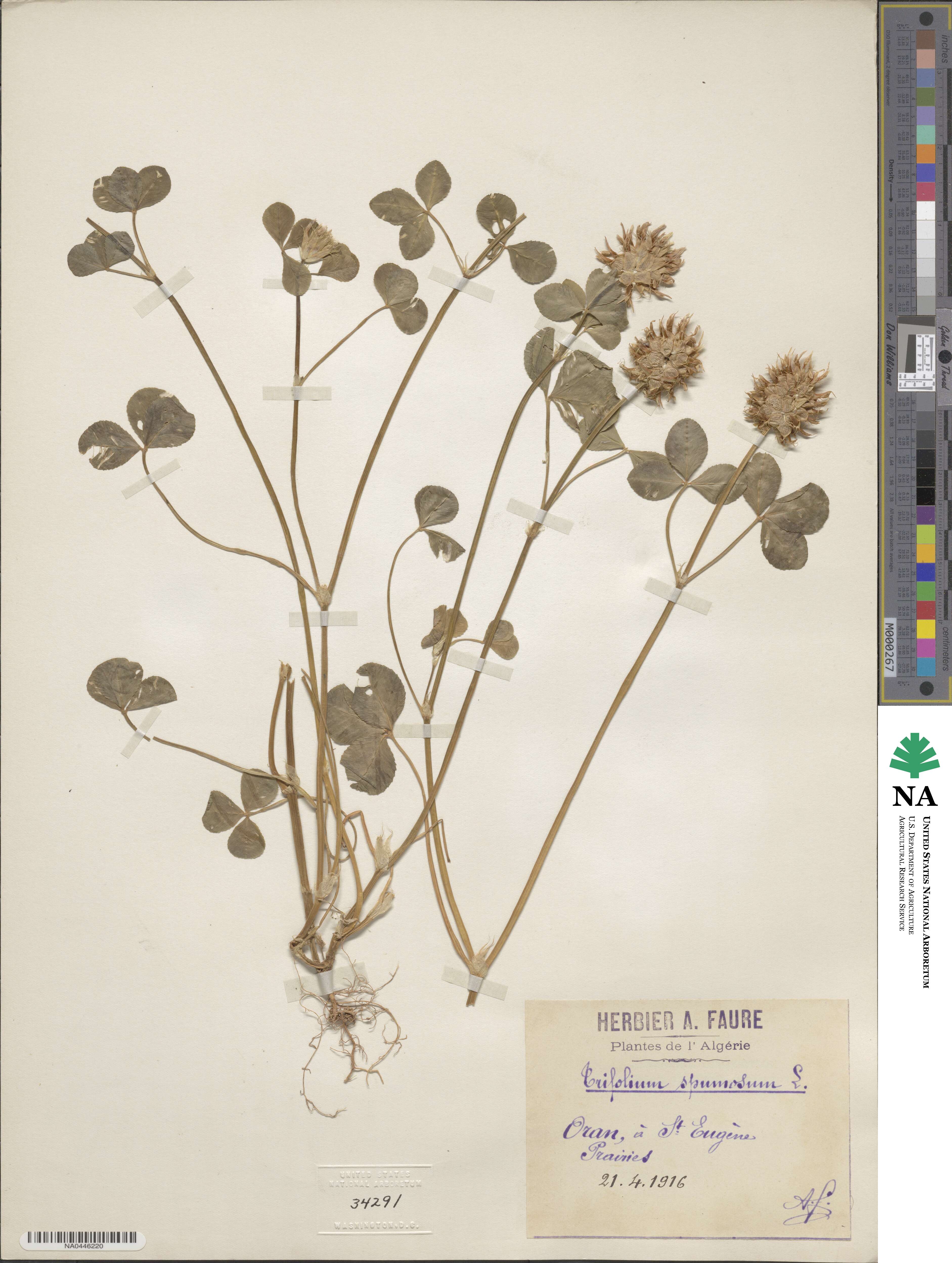 Trifolium spumosum image