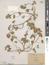 Trifolium spumosum image