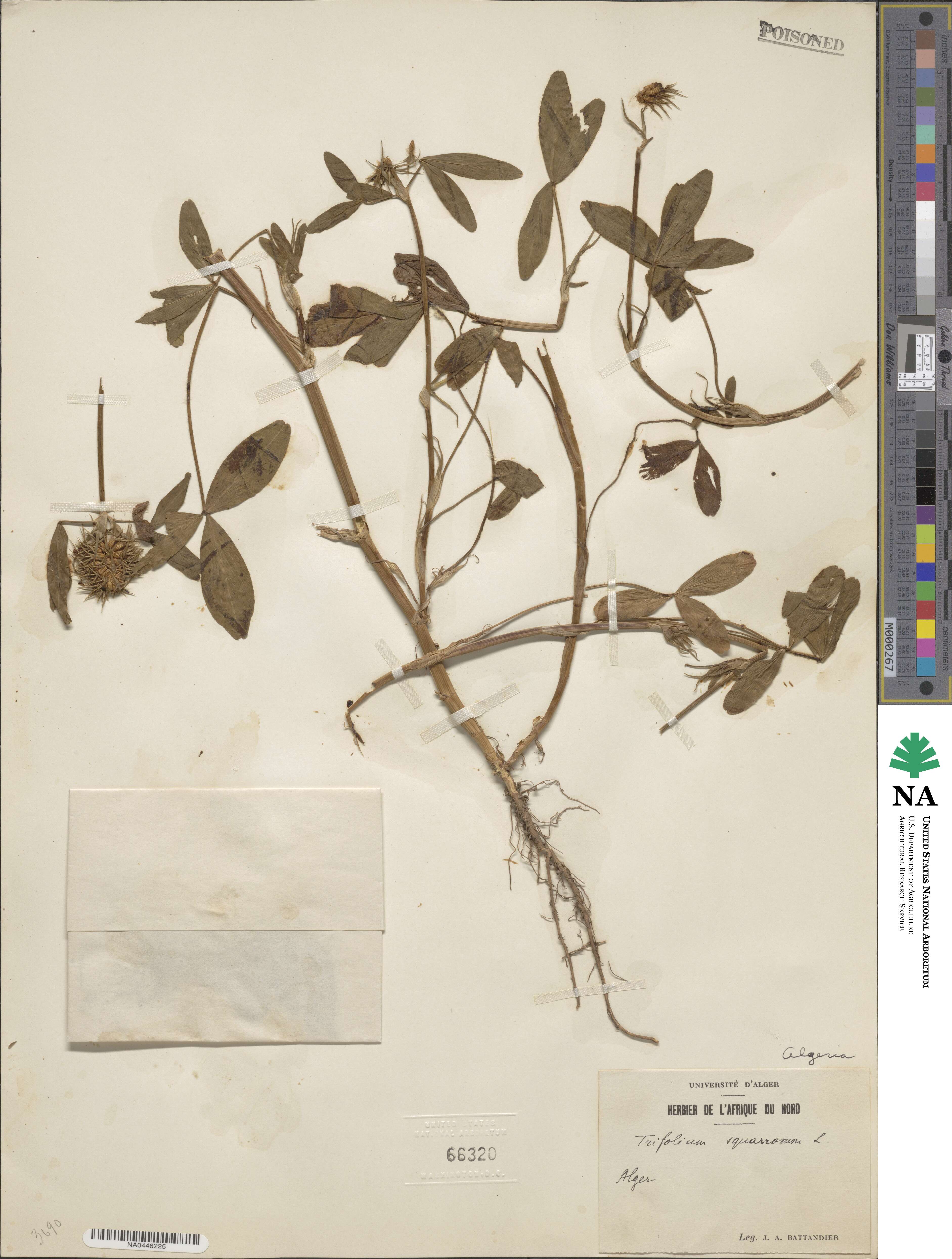 Trifolium squarrosum image