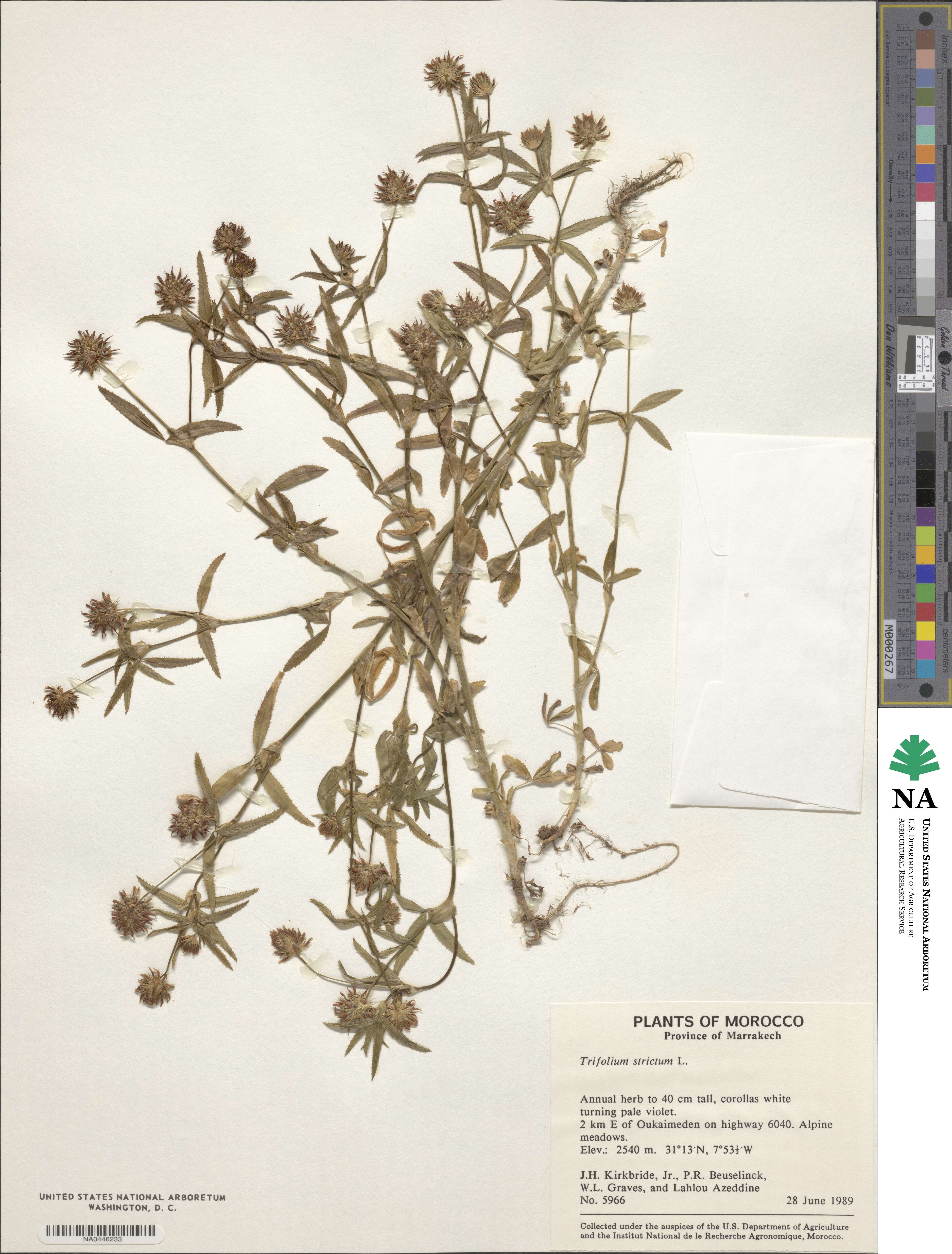 Trifolium strictum image