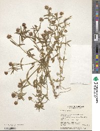 Trifolium strictum image