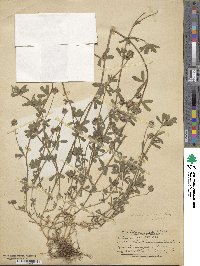 Trifolium rueppellianum image