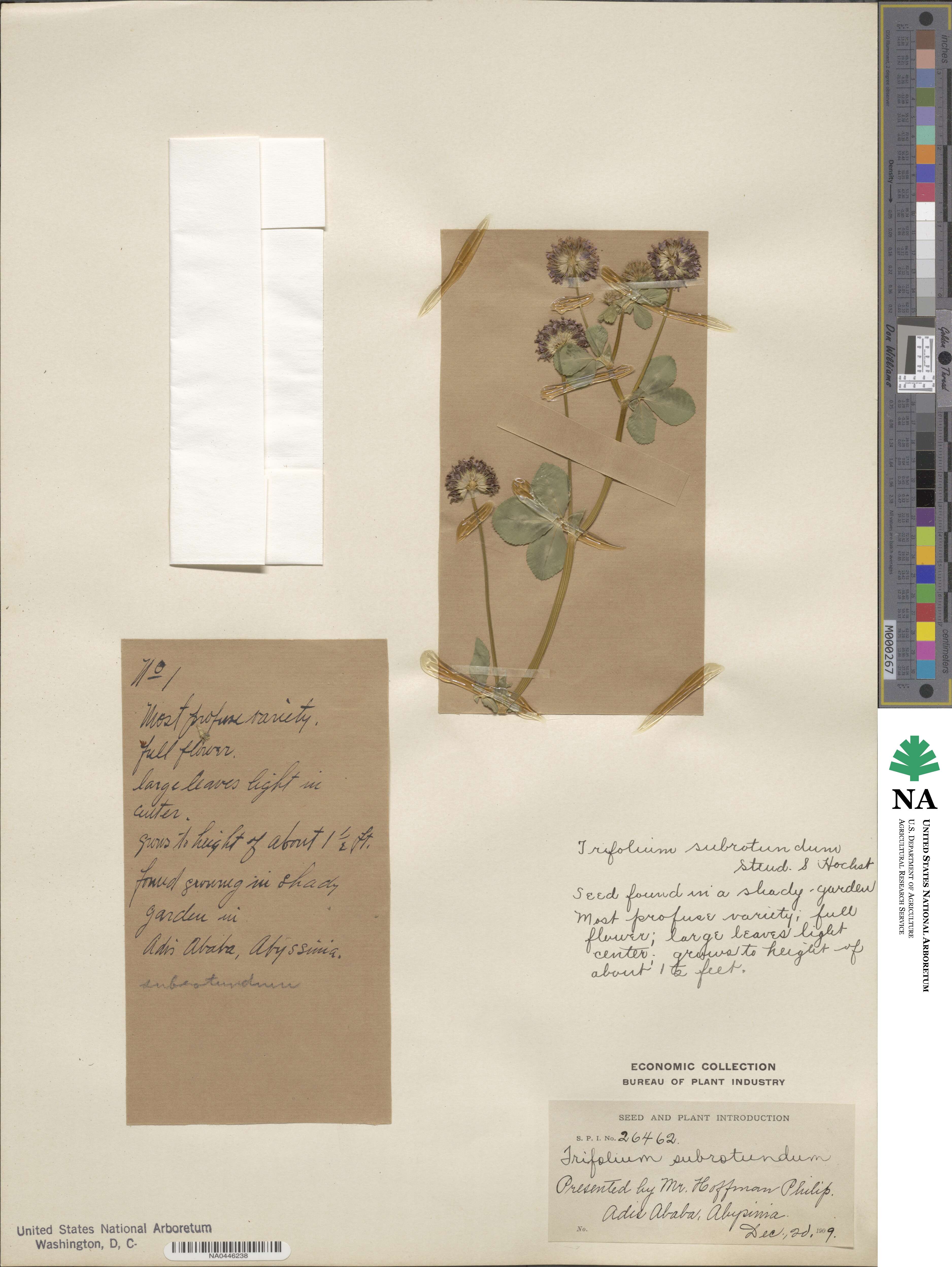Trifolium rueppellianum image