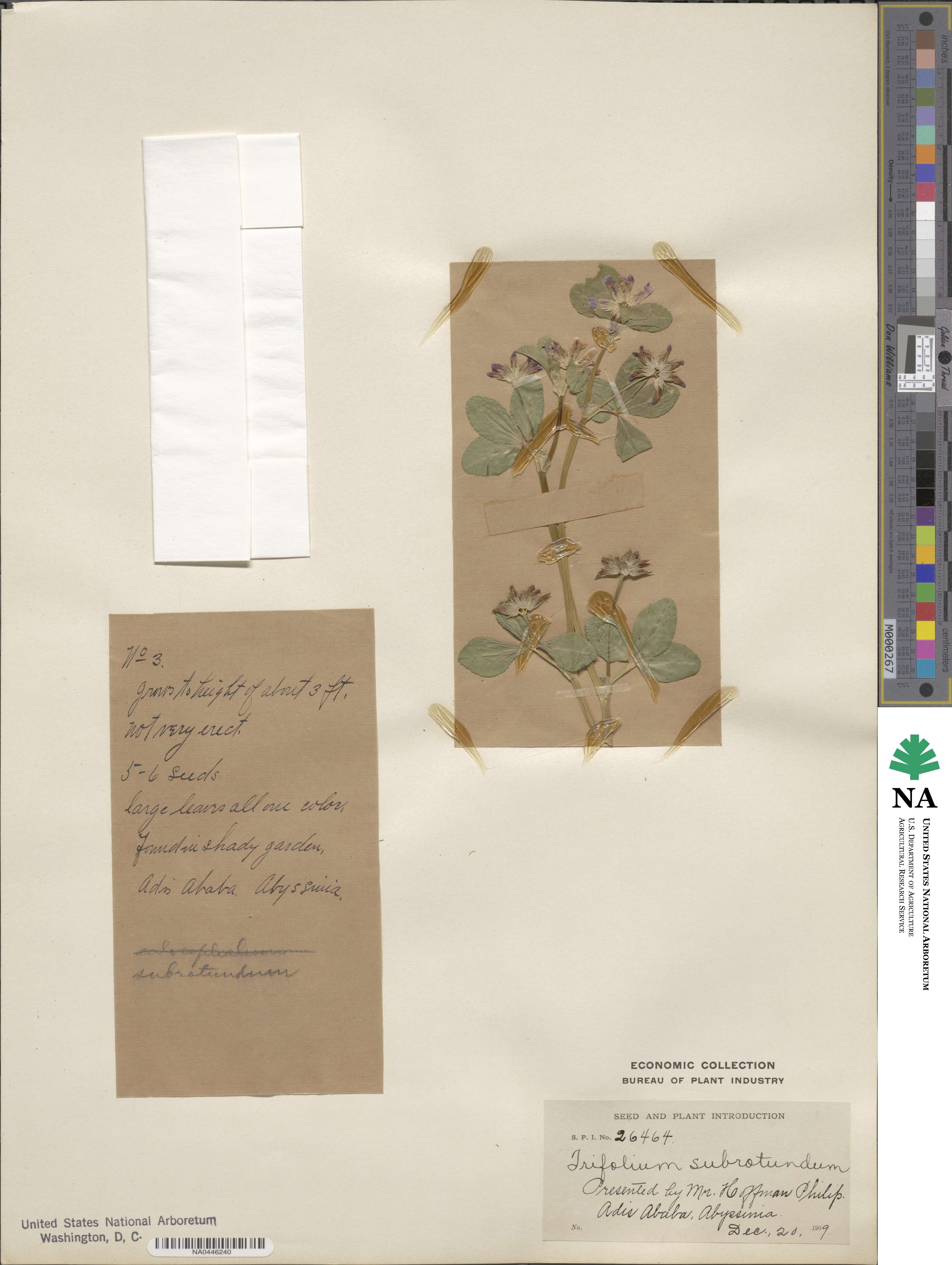 Trifolium rueppellianum image
