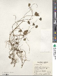 Trifolium subterraneum image