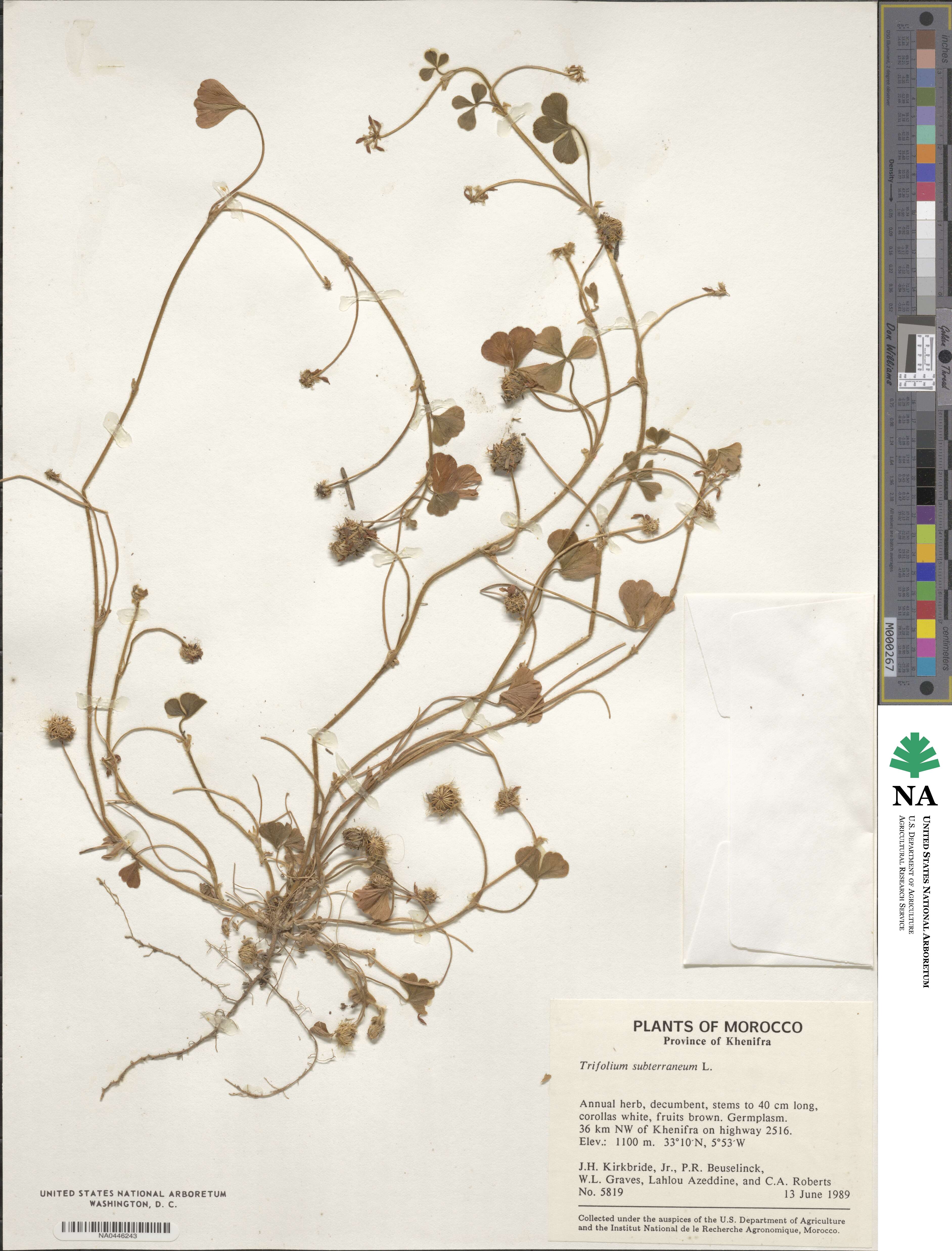 Trifolium subterraneum image