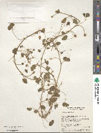 Trifolium subterraneum image