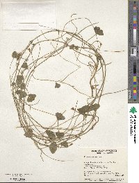 Trifolium subterraneum image