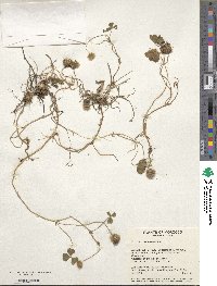 Trifolium subterraneum image