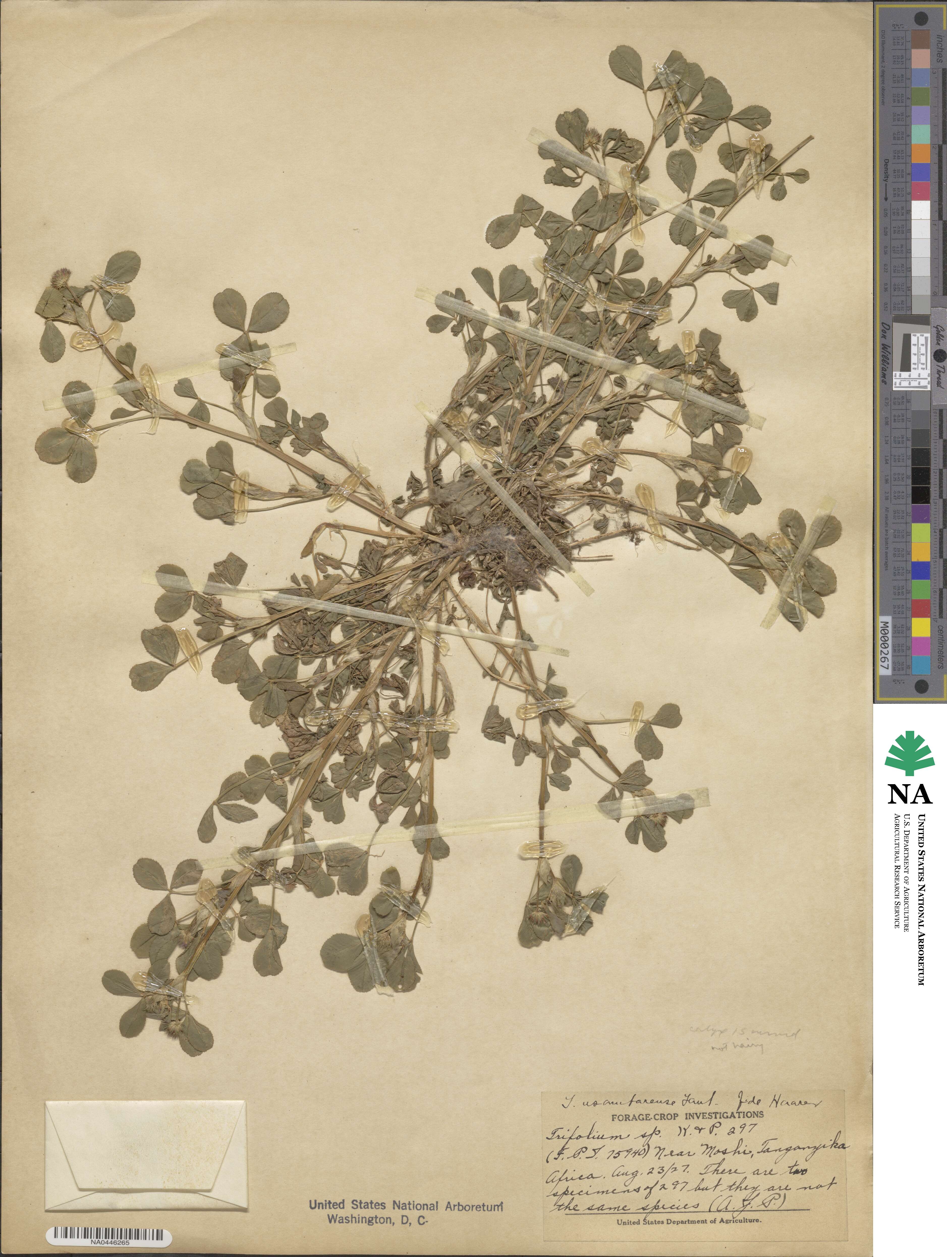 Trifolium usambarense image