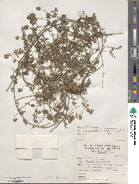 Trifolium usambarense image