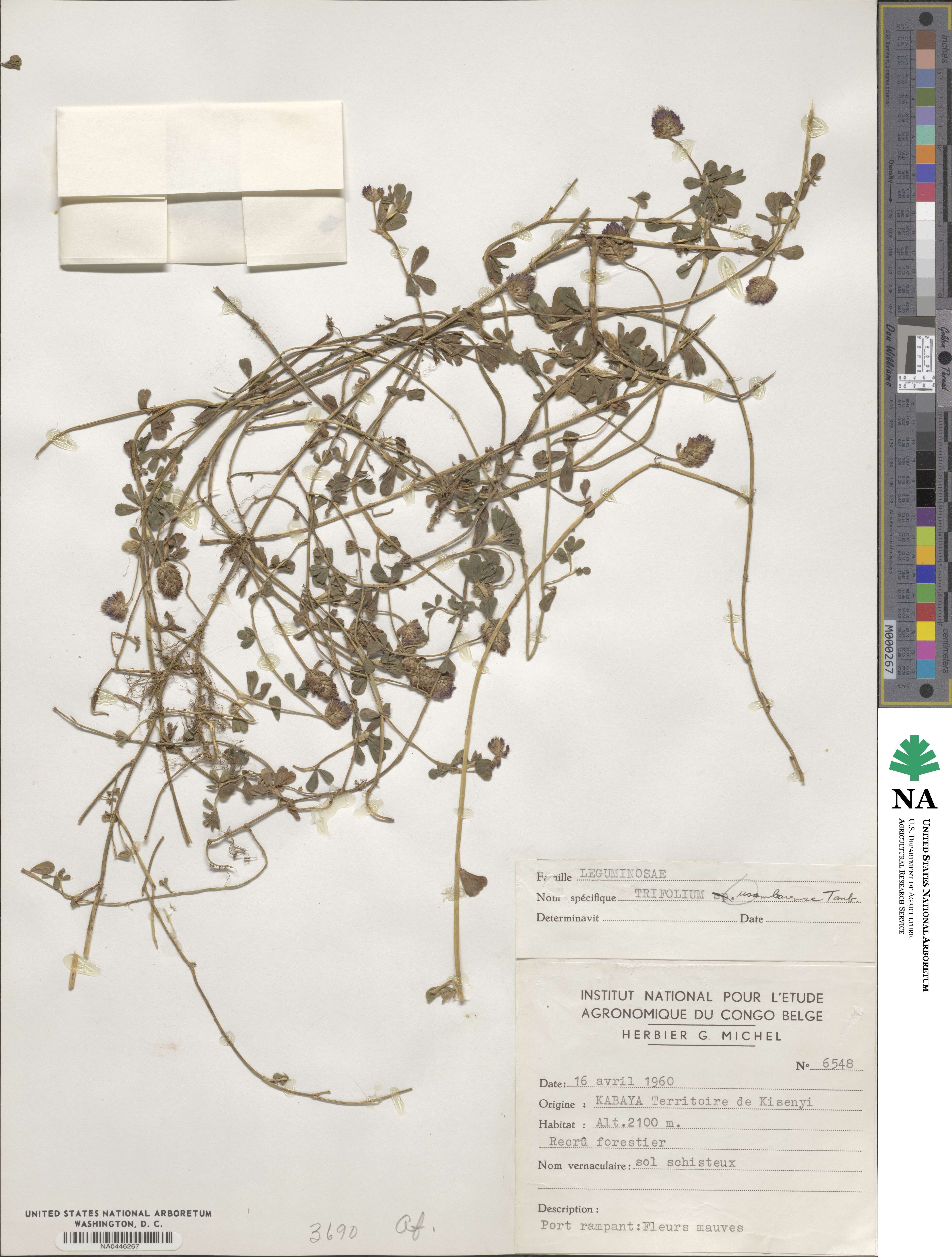 Trifolium usambarense image