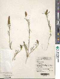 Trifolium angustifolium image