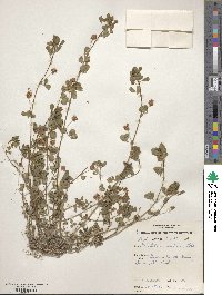 Trifolium dubium image