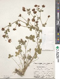 Trifolium hybridum image