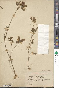 Trifolium ochroleucum image