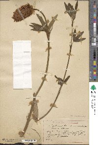 Trifolium pannonicum image