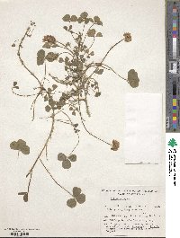 Trifolium repens image