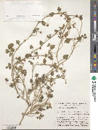 Trifolium subterraneum image