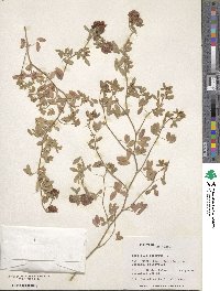 Trifolium aureum image