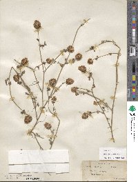 Trifolium aintabense image