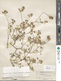 Trifolium aintabense image