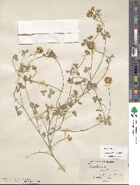 Trifolium aintabense image