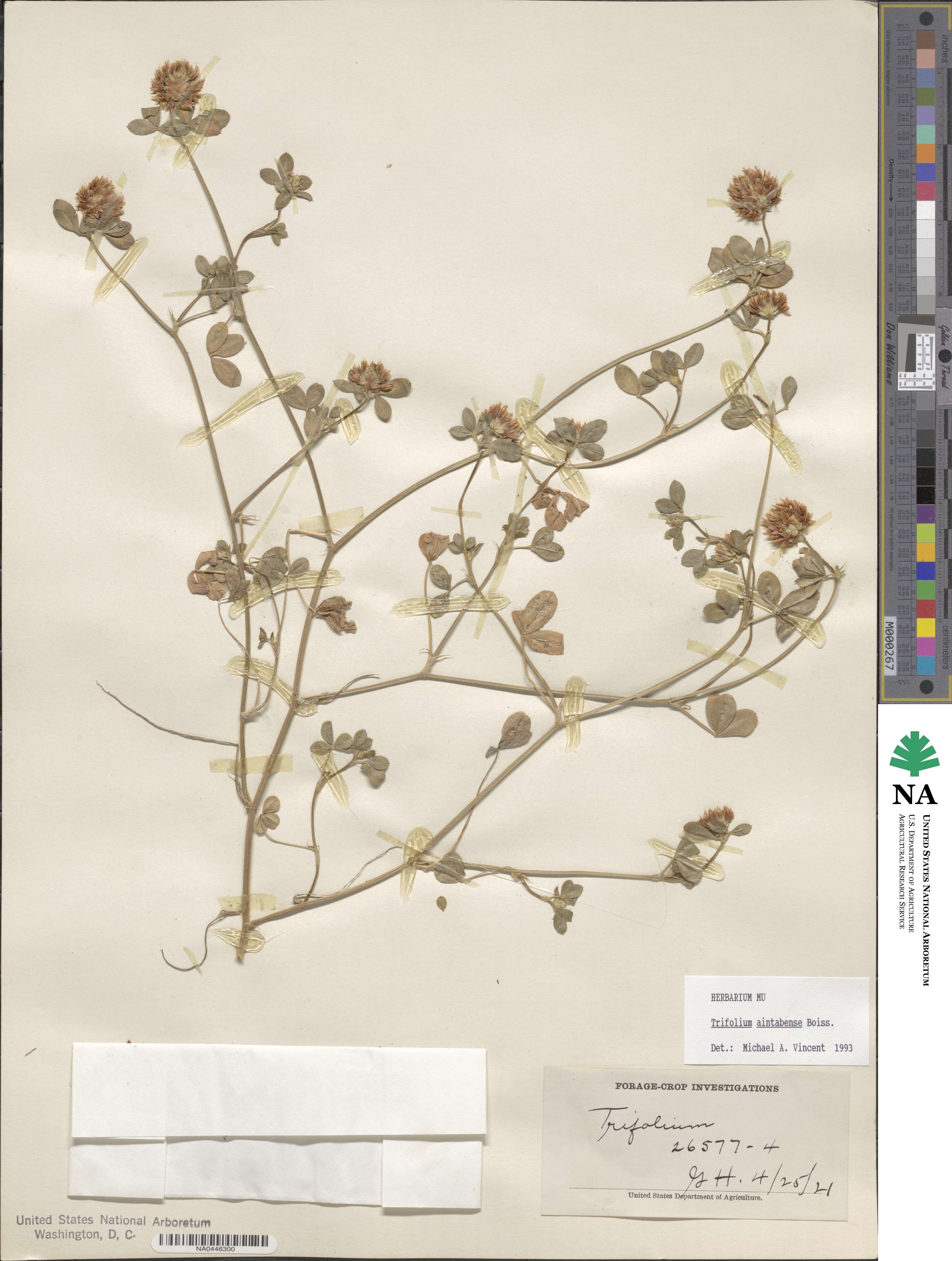 Trifolium aintabense image