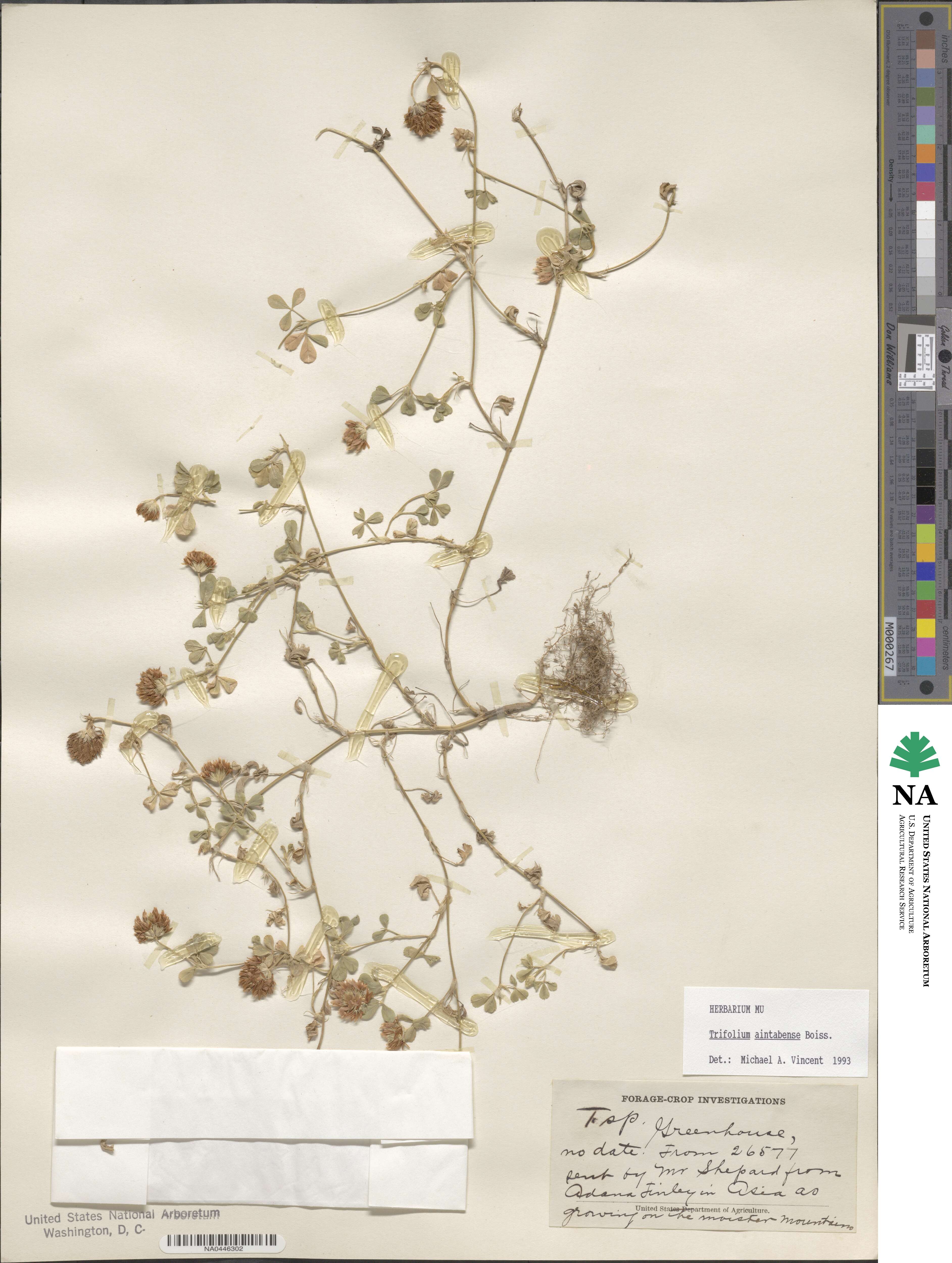Trifolium aintabense image