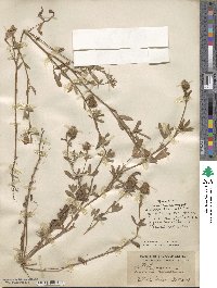 Trifolium alexandrium image