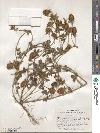 Trifolium alexandrium image