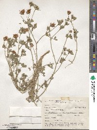 Trifolium alexandrium image