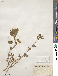 Trifolium alexandrinum image