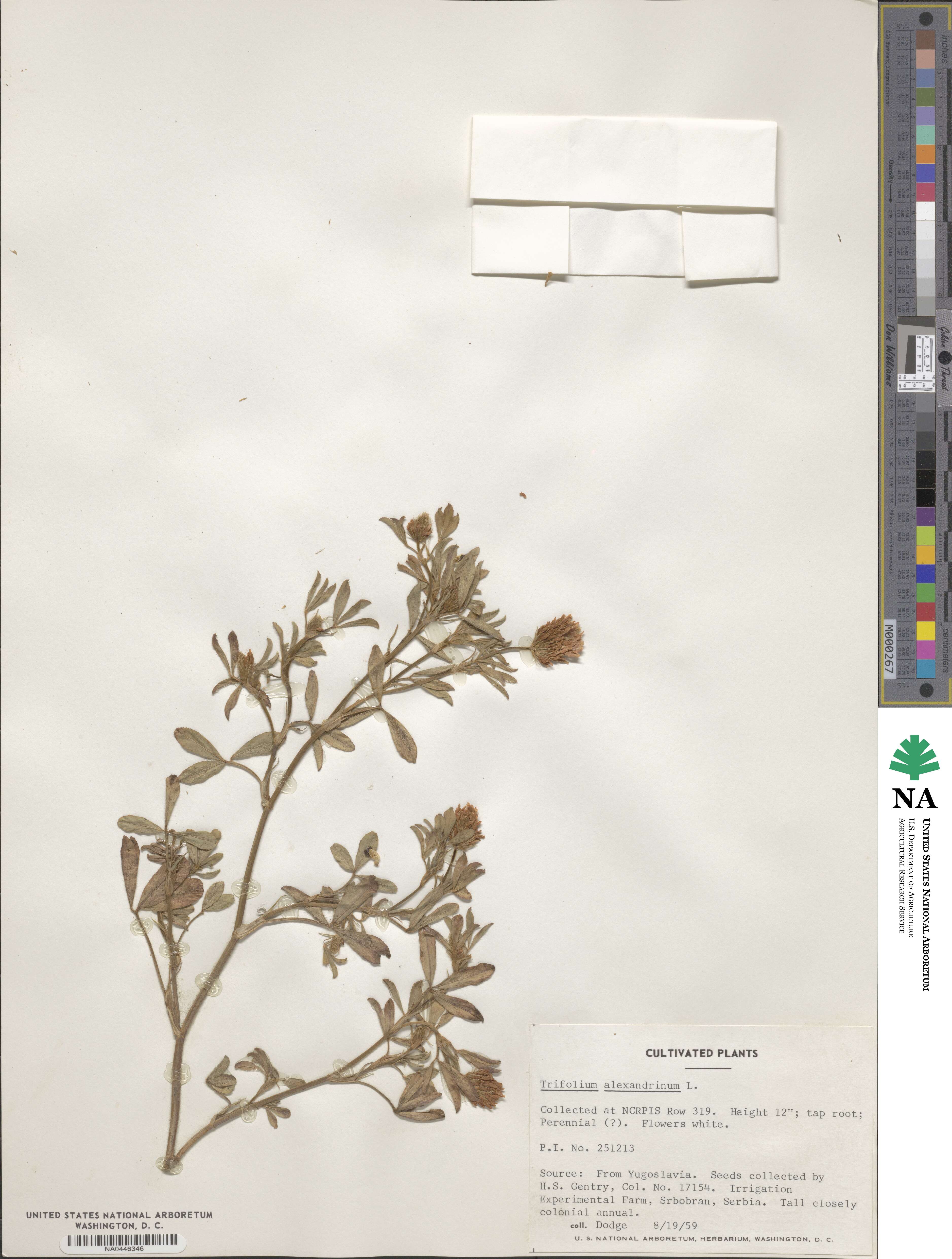 Trifolium alexandrinum image