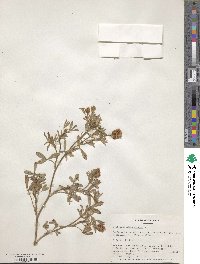 Trifolium alexandrinum image