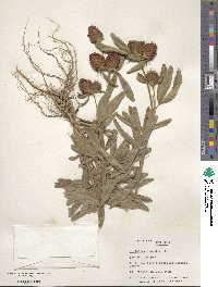 Trifolium alpestre image