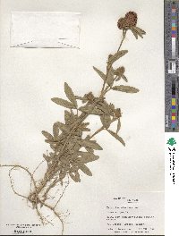 Trifolium alpestre image