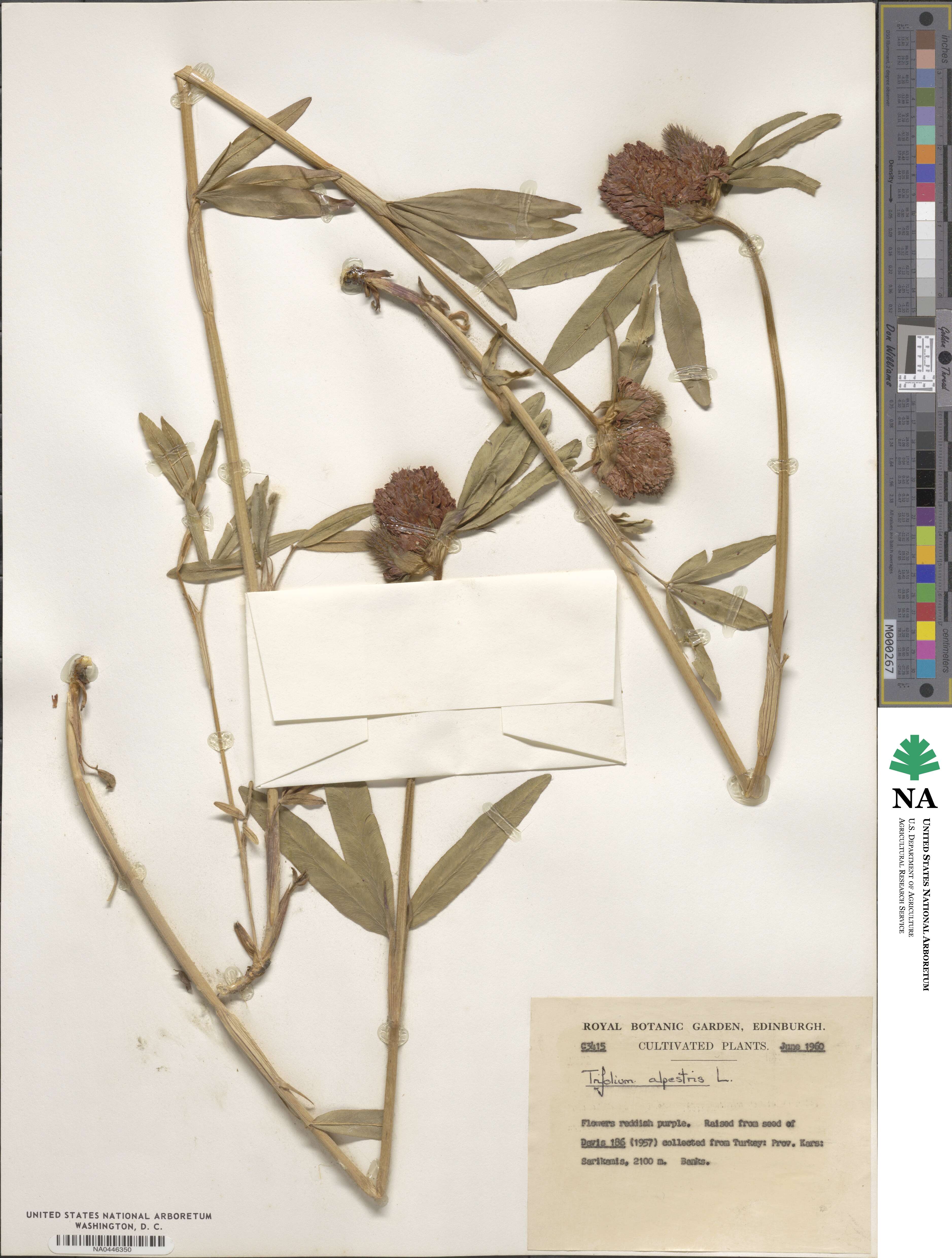Trifolium alpestre image