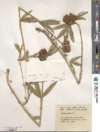 Trifolium alpestre image