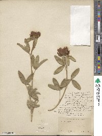 Trifolium alpestre image