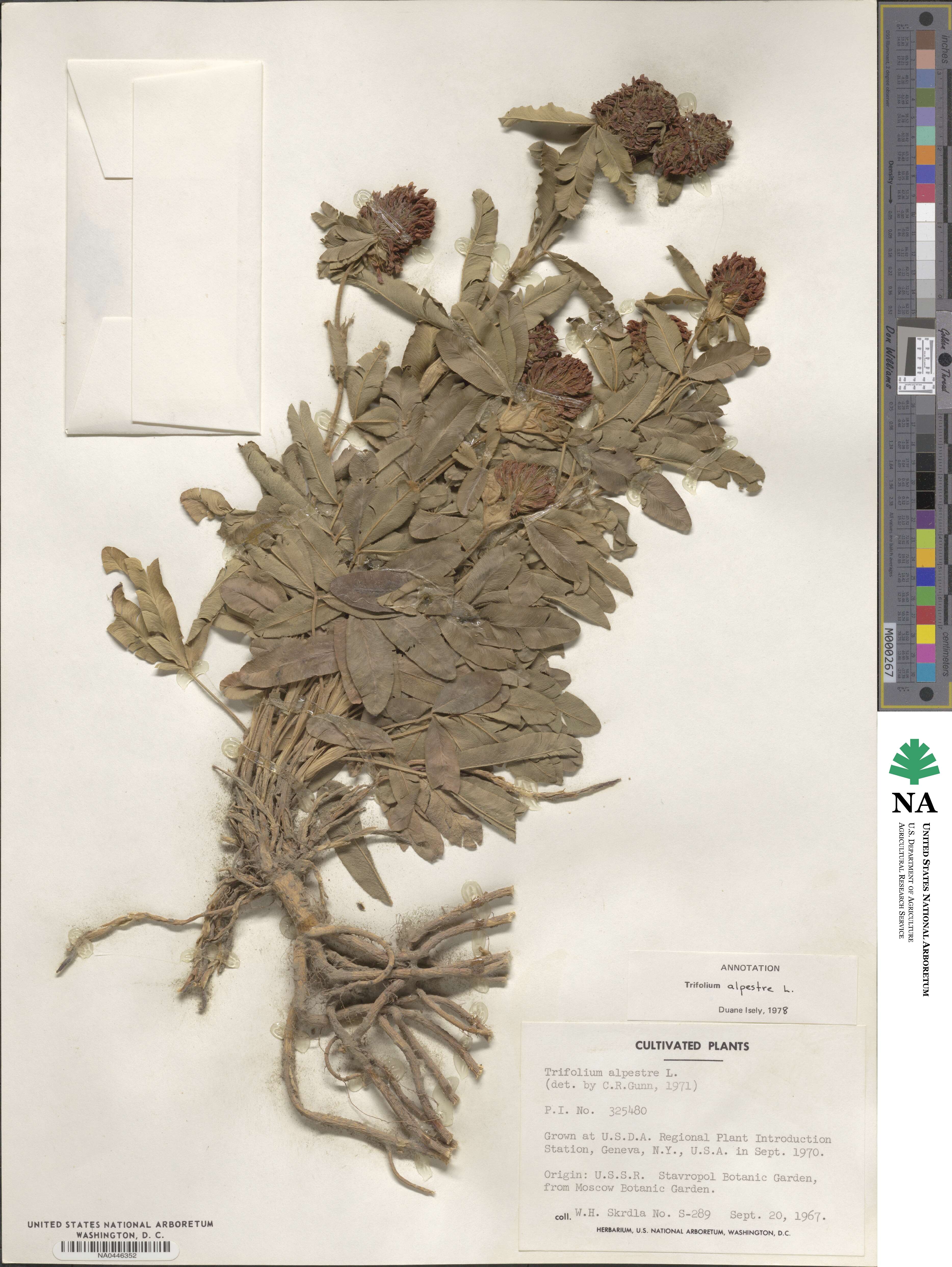 Trifolium alpestre image