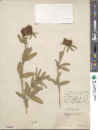 Trifolium alpestre image