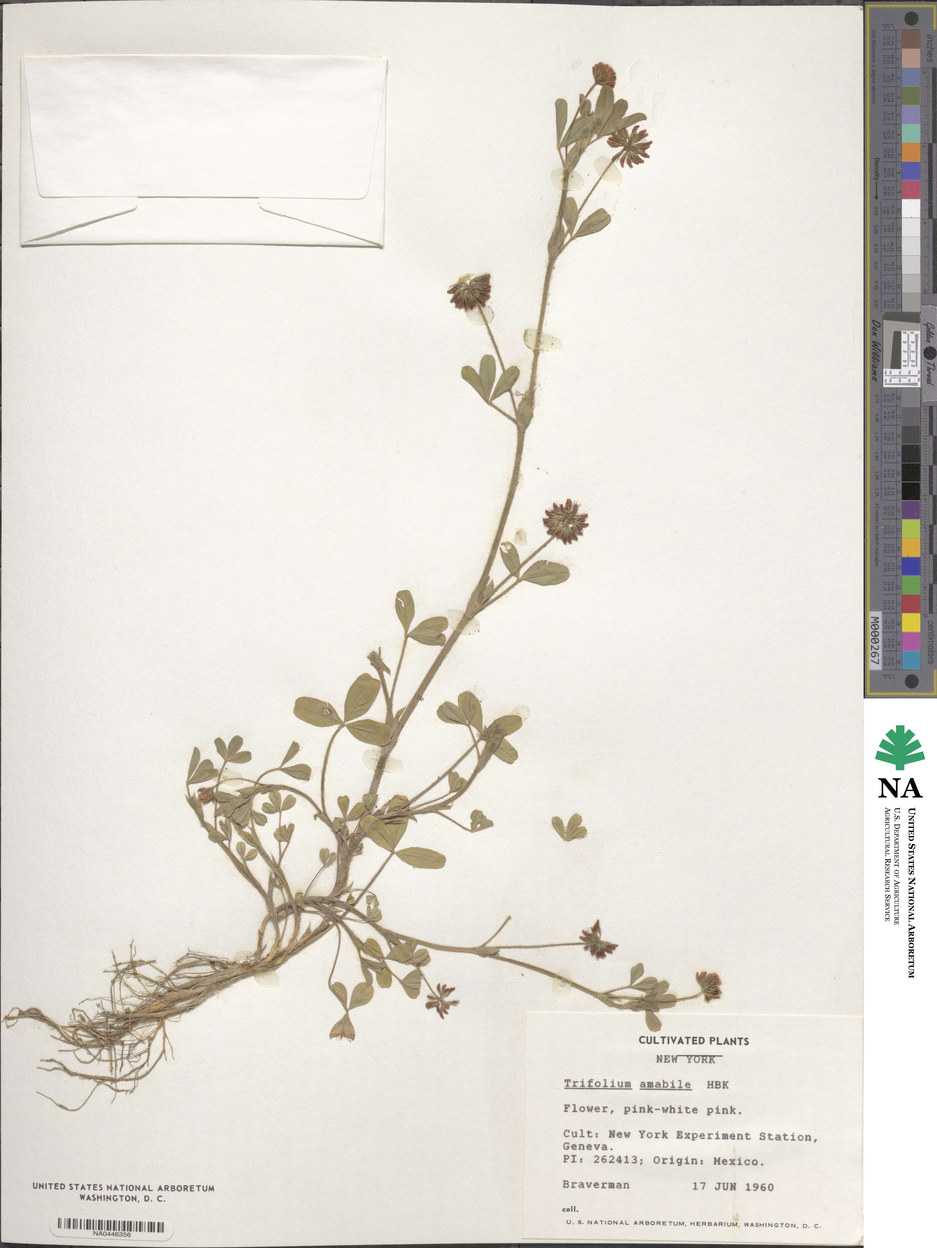 Trifolium amabile image