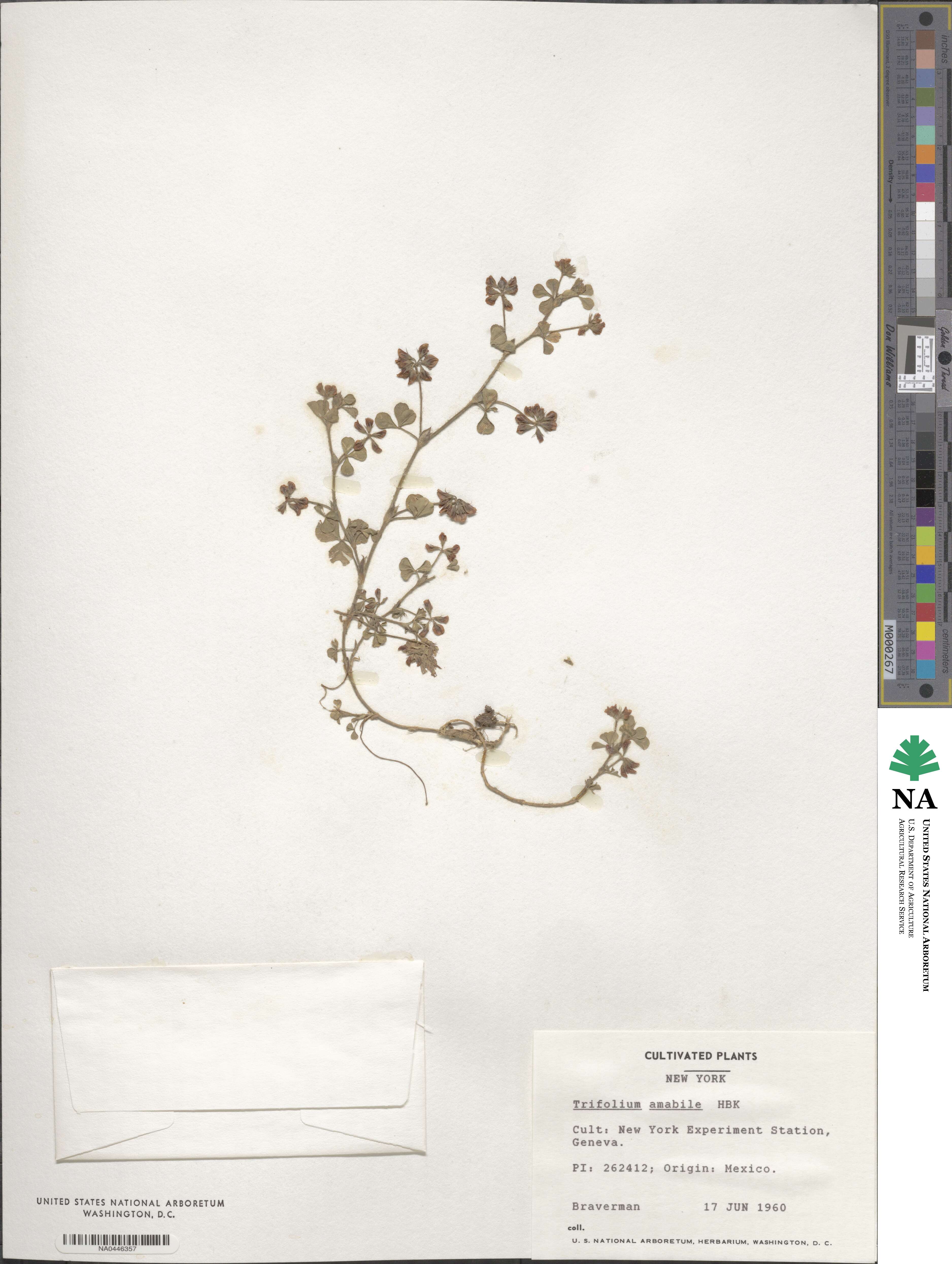 Trifolium amabile image