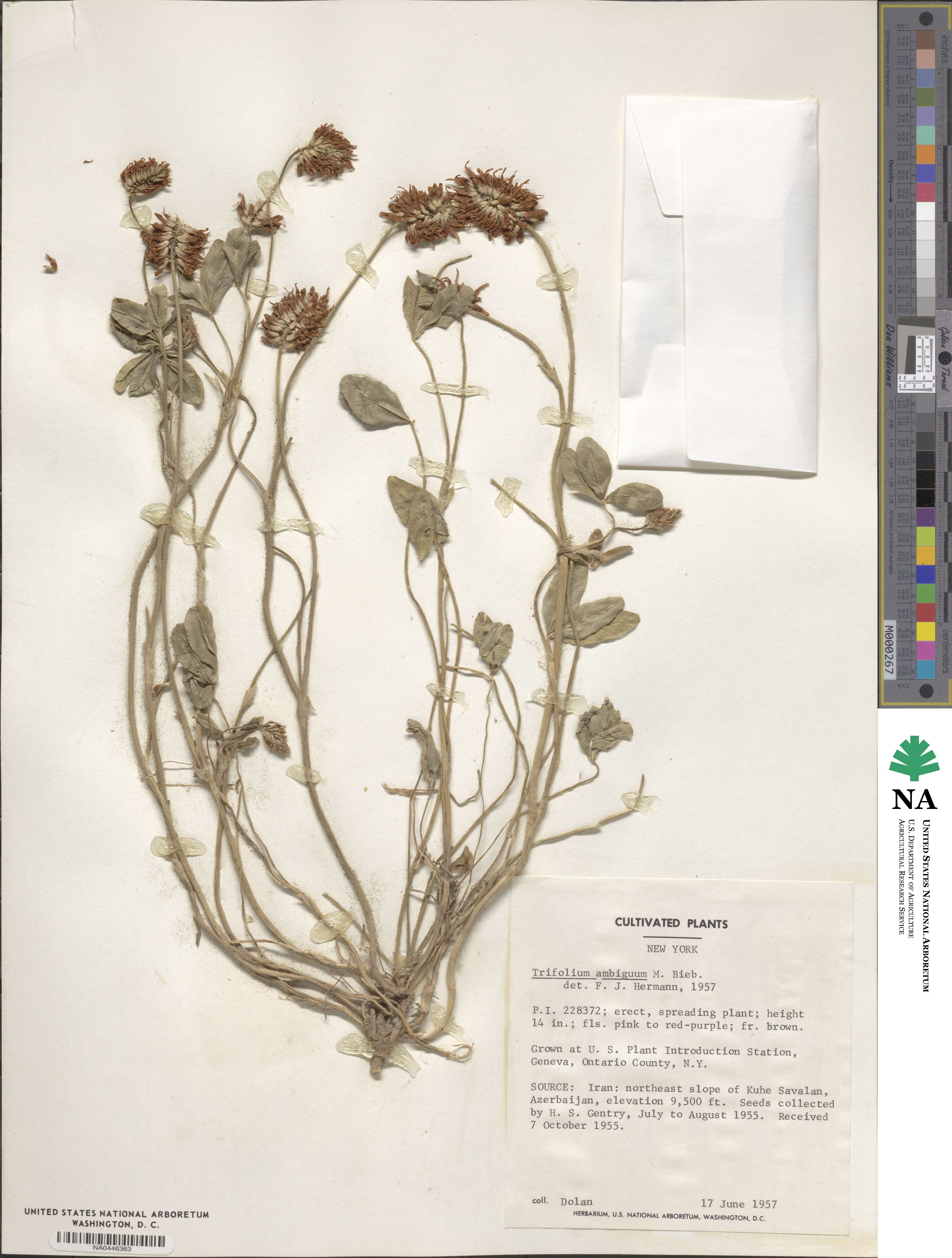 Trifolium ambiguum image
